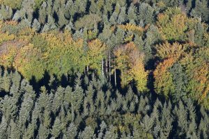 Herbstwald, Bern, Luftaufnahme